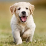 Logo of Cute Puppies Wallpaper android Application 